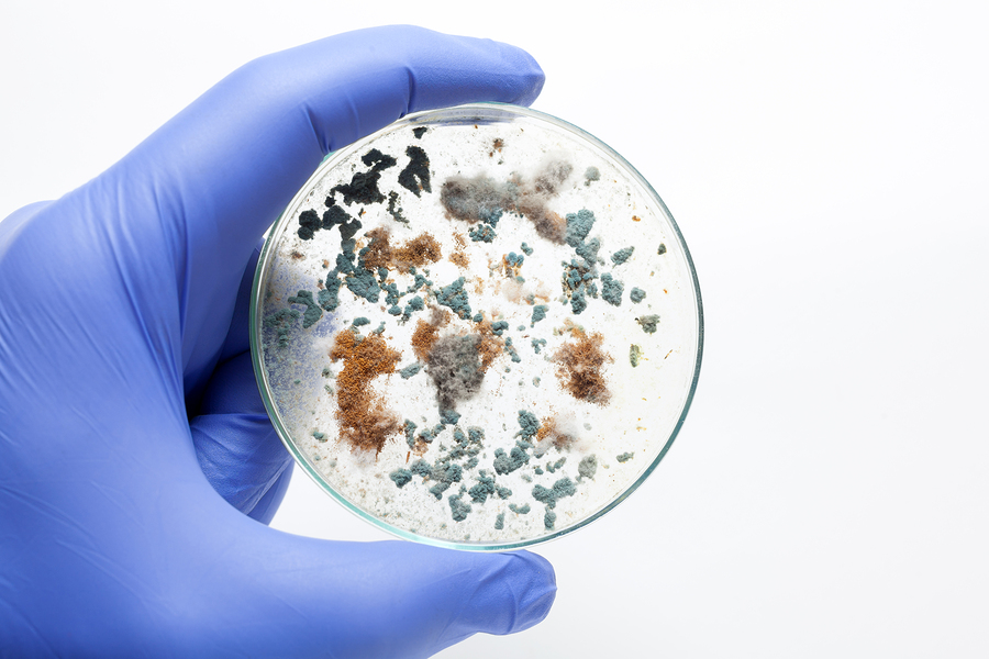 mold colonies in a petri dish