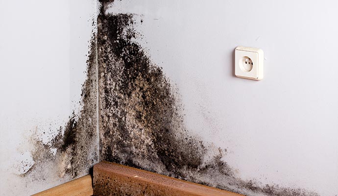 HVAC mold remediation