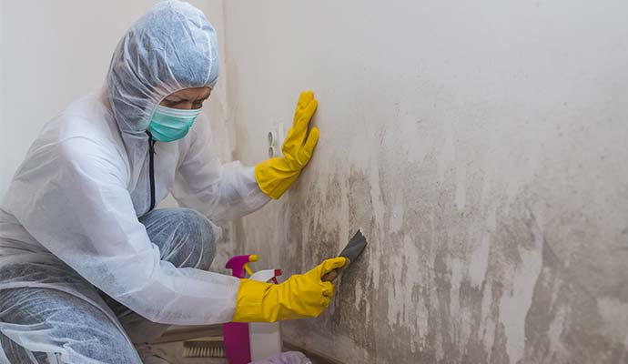 Mold remeation service service