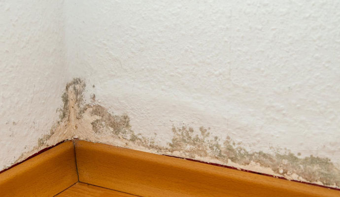 Mold Remediation and Disaster Restoration in Buena Vista