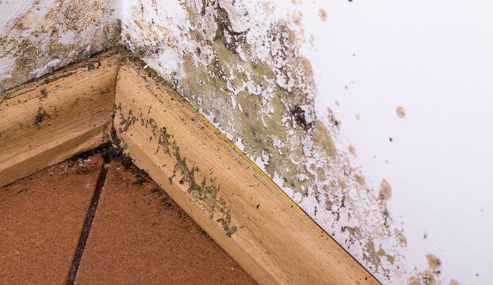 Mold infestation prevention