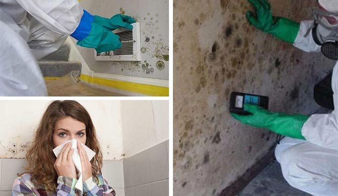 Mold effect on health