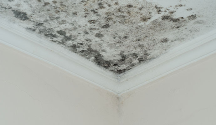 Mold Prevention Services