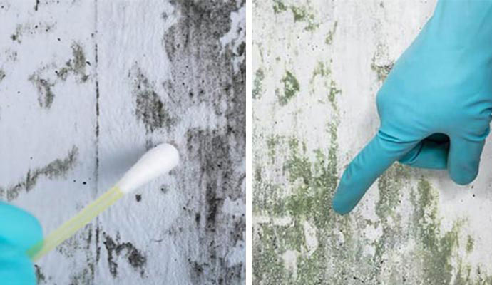 Mold Testing